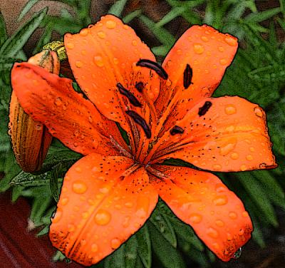 Lilly after the rain