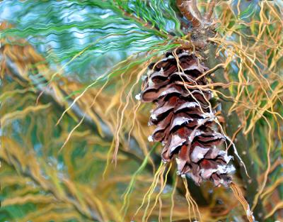 Pine Cone 10/15/05