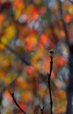 Dogwood Bud  10/15/05