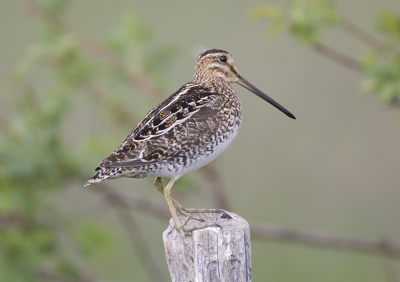 Wilsons (common) Snipe