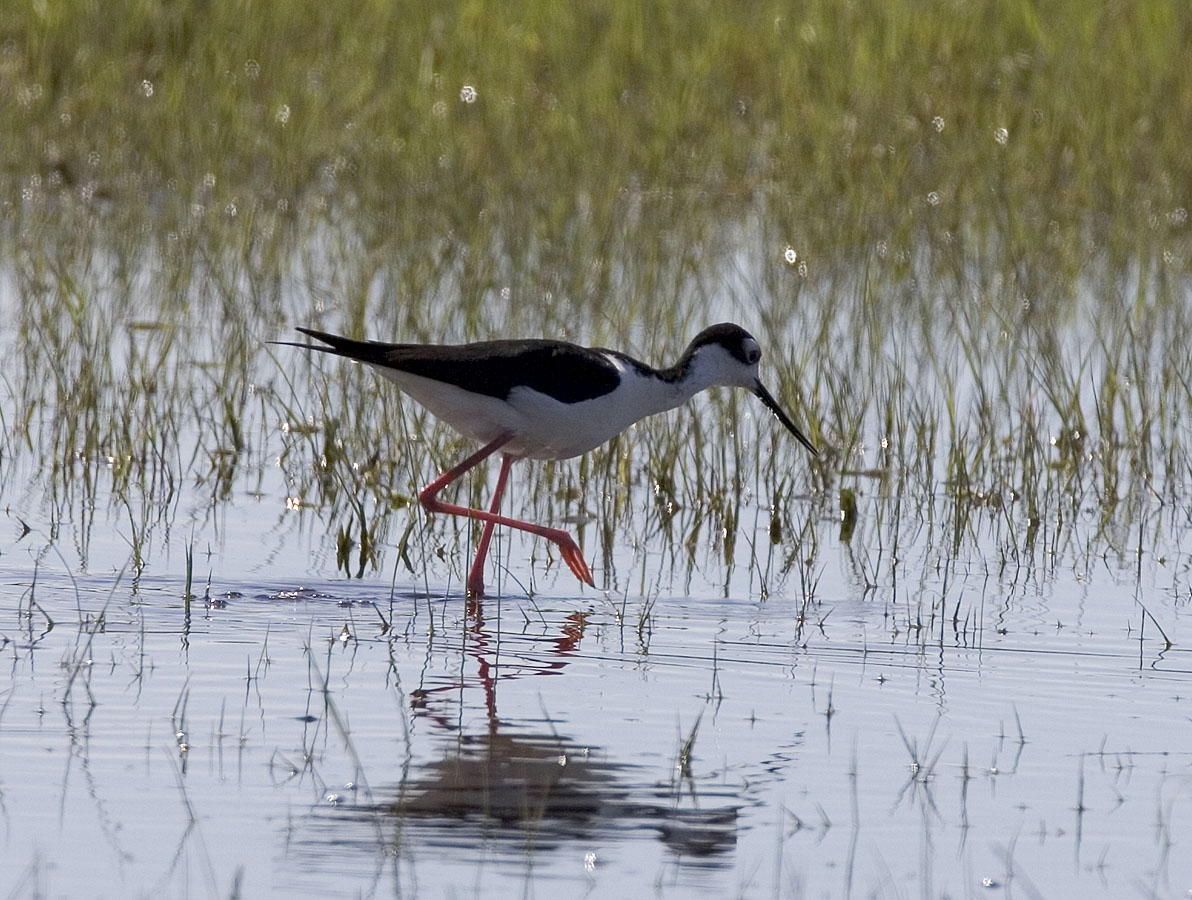 Black-necked stilt