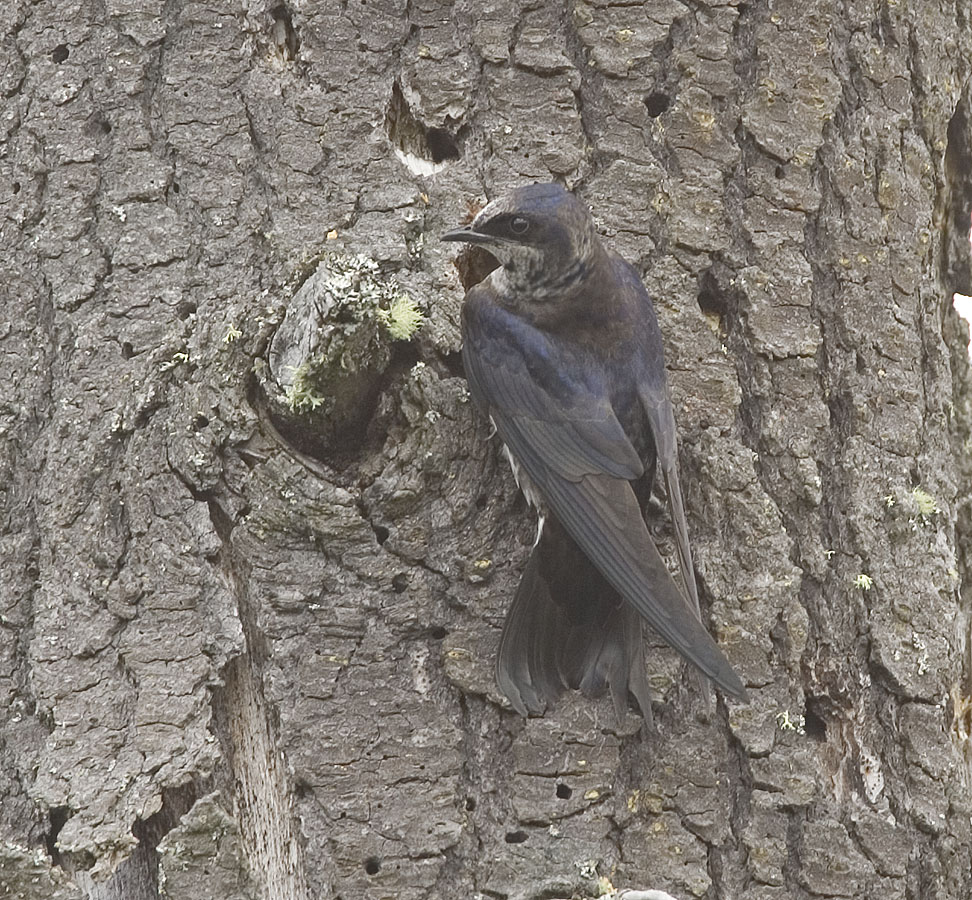 Purple Martin (F)