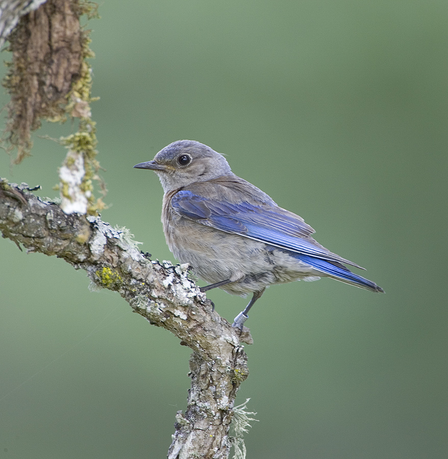 Western Bluebird (F)