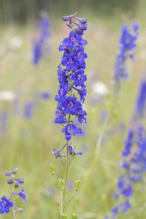 Delphinium nutallii   Nuttalls larkspur