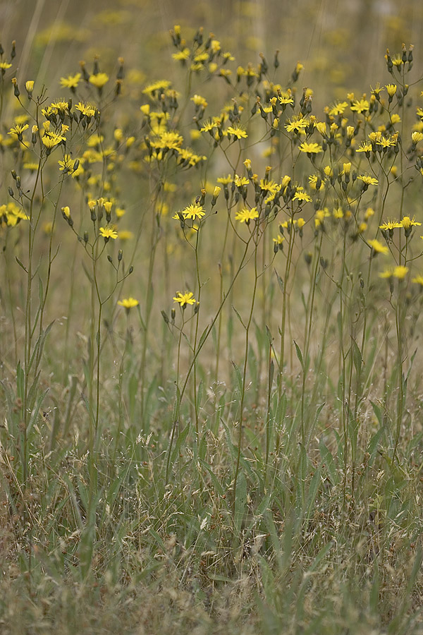 Hieracium cynoglossoides  Houndstongue