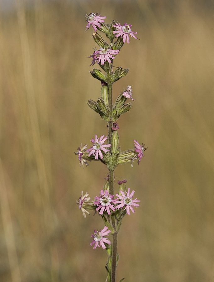 Silene scouleri  Scoulers catchfly