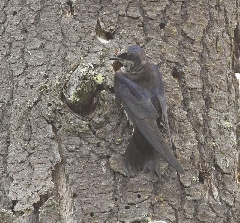 Purple Martin (F)