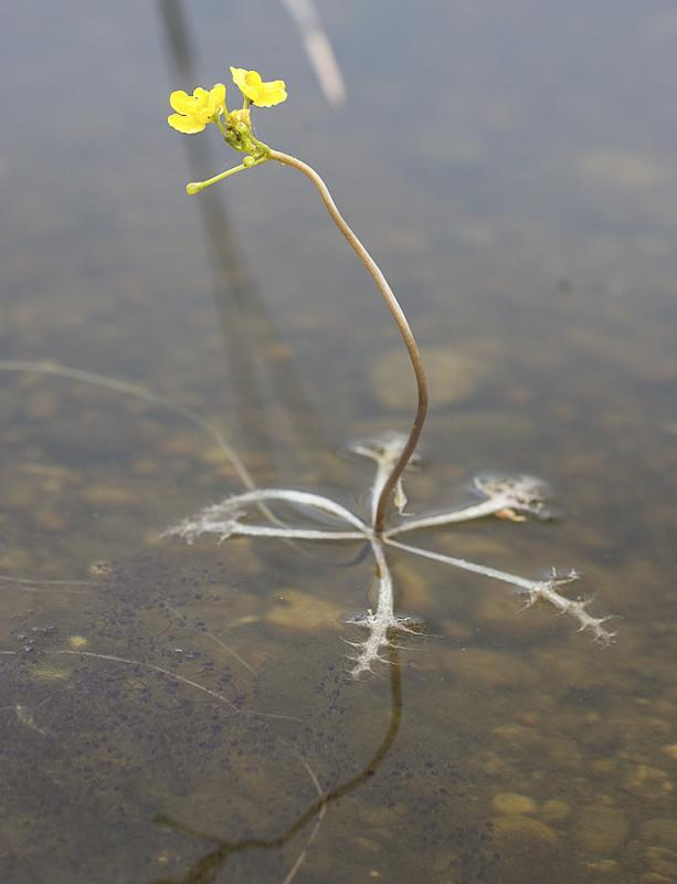 Utricularia vulgaris  Common bladderwort