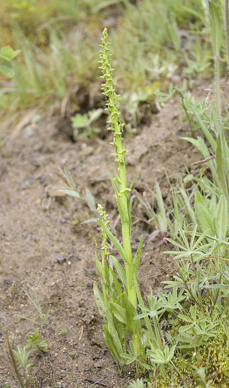 Platanthera stricta