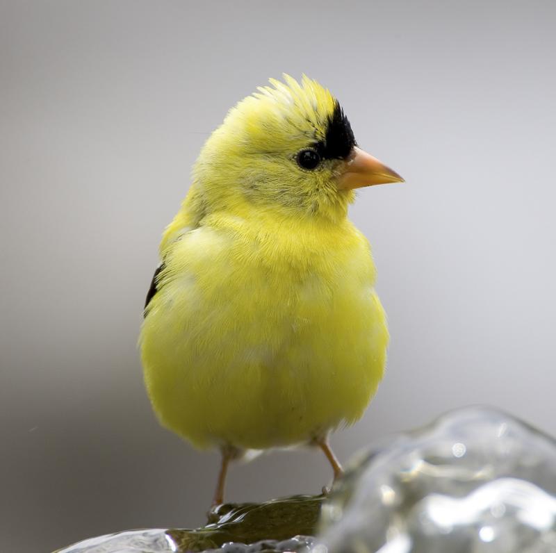 American Goldfinch (M)