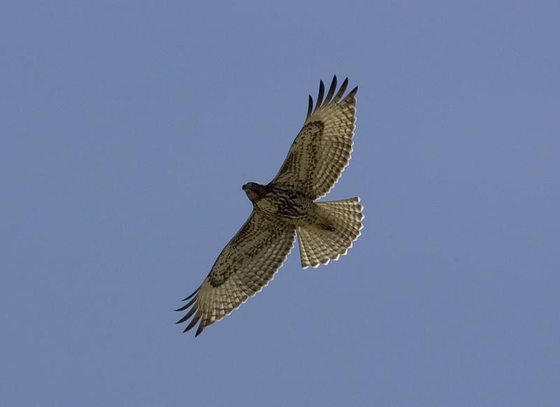 Red-tailed Hawk (Juv, light phase)