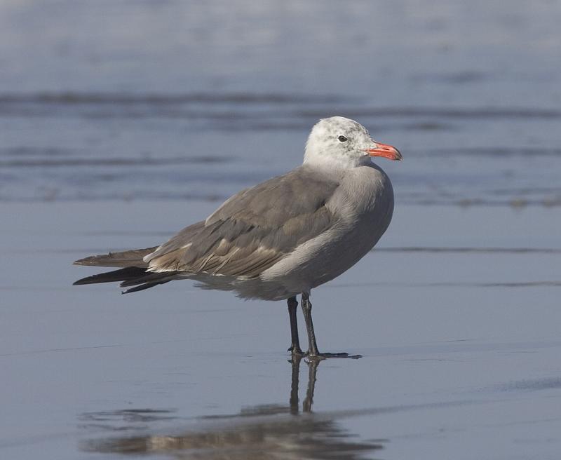 Heermanns Gull