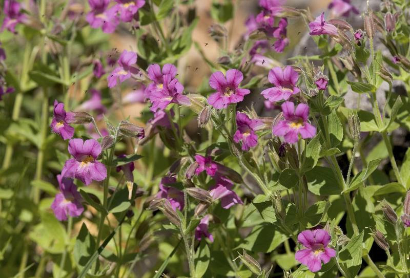 Mimulus lewisii  Lewis monkeyflower and bugs
