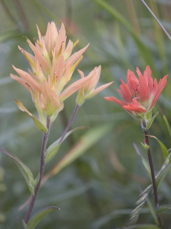 Castilleja miniata  Common paintbrush