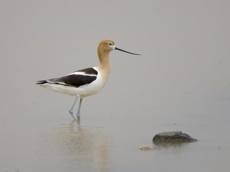 American avocet