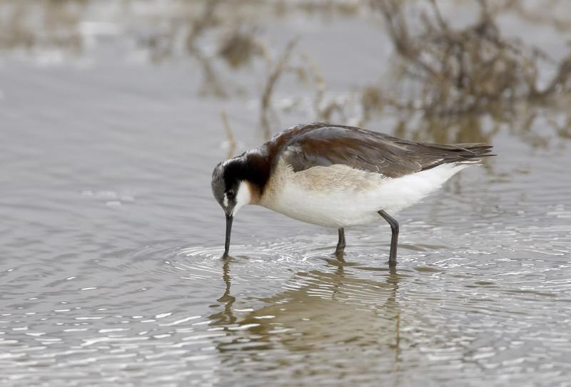 Wilsons Phalarope (M)