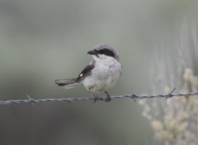 Loggerhead Shrike