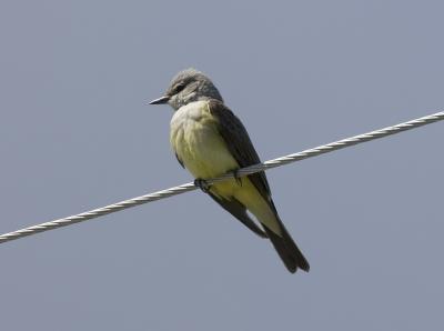 Western Kingbird