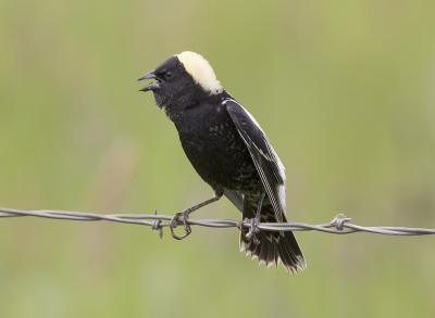 Bobolink (M)
