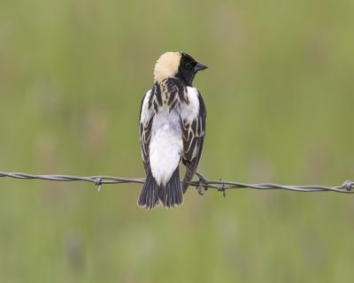 Bobolink (M)