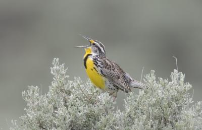 Western Meadowlark