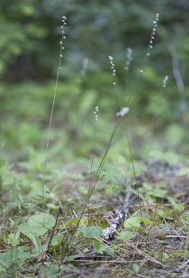 Mitella trifida Pacific mitella