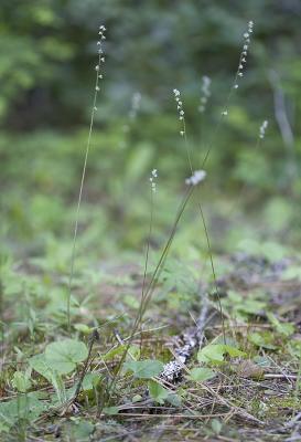 Mitella trifida  Pacific mitella