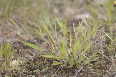 Panicum occidentale  (syn. Dichanthelium acuminatum)  Western panic grass