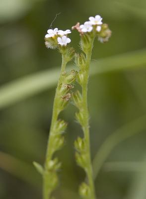 Plagiobothrys scouleri  Scouler's popcorn flower