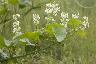 Marah oreganus   Bigroot  Cucurbitaceae