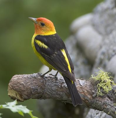 Western Tanager (M)