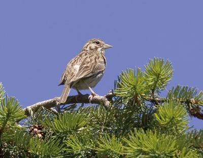 Oregon Vesper Sparrow