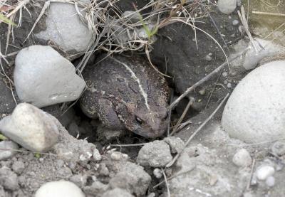 Western toad