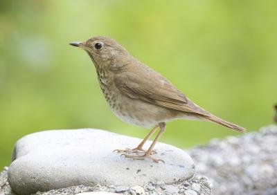 Swainson's Thrush