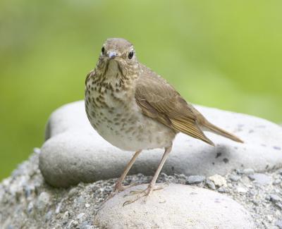 Swainson's Thrush