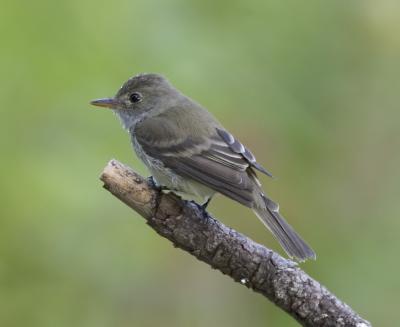 Willow Flycatcher