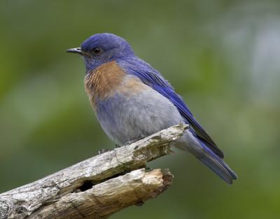 Western Bluebird (M)