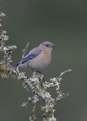 Western Bluebird (F)