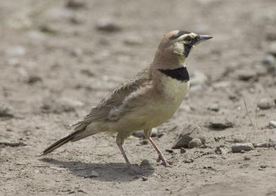 Horned Lark (Pacific Northwest)