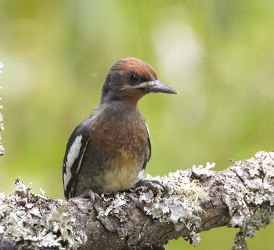 Red-breasted Sapsucker (Juv)