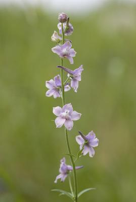 Delphinium nuttallii  Nuttall's larkspur