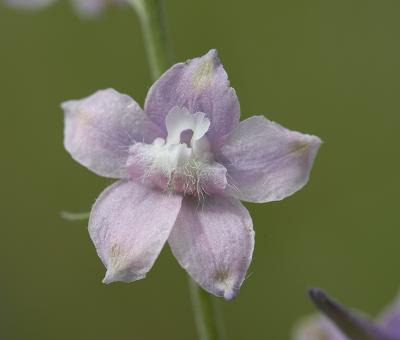 Delphinium nuttallii  Nuttall's larkspur