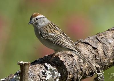 Chipping Sparrow (M)