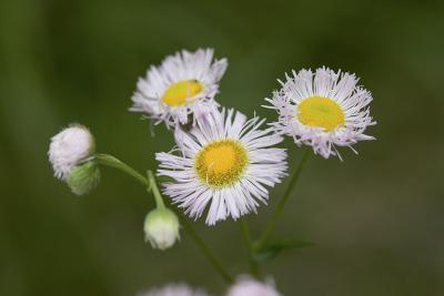 Erigeron philadelphicus  Philadelphia fleabane