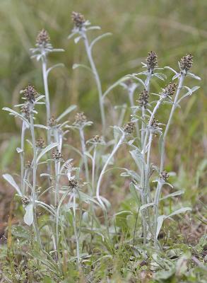 Gnaphalium purpureum  Purple cudweed