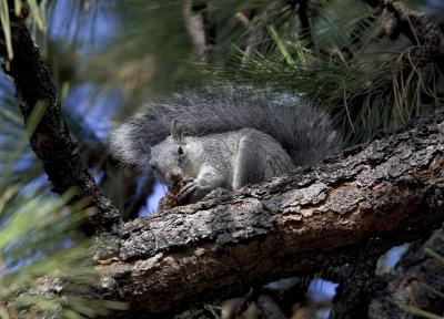 Western gray squirrel