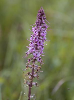 Pedicularis groenlandica  Elephant's head