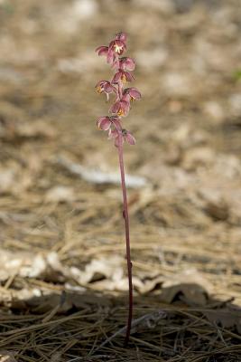 Pyrola asarifolia  Common pink wintergreen