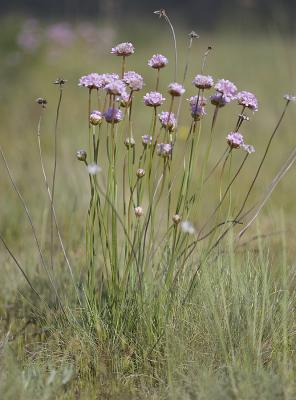 Sea-pink  Armeria maritima  Plumbaginaceae