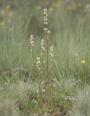Saxifraga integrifolia  Western saxifrage